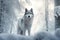 Gray wolf walks through a snowy winter forest. European wolf in natural habitat. Wild life