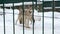 gray wolves run after a cage in the zoo in winter Russia Penza