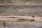 Gray wooden boards close-up. Naturally aged wood. The view from the top.