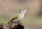 A gray woodpecker sits on a log in the forest