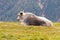 Gray Yak looking sleepy resting on high pasture with blurred pin