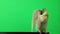 Gray and yellow parrot on green background, parrot isolated on green screen