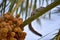 Gray Young Asian Squirrel On Sweet Fruit Dates Tree