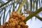 Gray Young Asian Squirrel On Sweet Fruit Dates Tree In Home Garden Outdoors Photography Wildlife