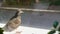 A gray young dove sits at low tide outside the window. A curious wild pigeon chick behind a glass.