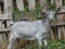 Gray young goat chewing grass