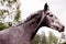 Gray young horse portrait in summer