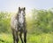 Gray Young horse in sunlight,portrait on nature