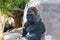 Grayback Gorilla