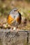 A grayed backed thrush