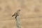 Grayish baywing perched on a pole