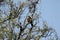 Grayish baywing perching on a tree