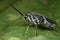 A grayish black spider wasp