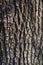 Grayish brown scaly sunlit tree bark