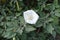 Grayish green foliage and white flower of Datura innoxia