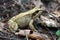 Grayish green frog sitting in a forest