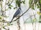 Grayish Saltator Saltator coerulescens Perched in a Tree in M