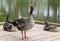 Graylag geese with gosling