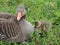 Graylag goose and chick