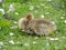 Graylag goose chick