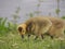 Graylag goose chicks grazing