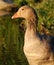 Graylag goose close-up