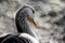 Graylag goose closeup portrait