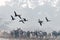 Graylag Goose flying over a herd of Cattle