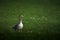Graylag goose on green field
