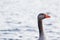 Graylag Goose HeadShot, High Color Contrast