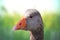 Graylag goose portrait. Close-up of the head of a beautiful graylag with a bright orange beak over abstract natural light green