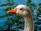 Graylag goose in portrait. Western Springs Pond auckland New Zeland