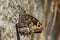 Grayling butterfly - Hipparchia semele