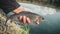 Grayling caught in freshwater fly fishing. Tenkara