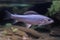 Grayling, Thymallus thymallus - freshwater fish