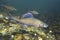 Grayling Thymallus thymallus underwater photography in the clear water