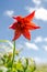 Grays Lily Against Blue Sky Vertical