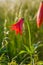 Grays Lily Flower Bloom Roan Mountain Tennessee North Carolina