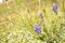 Grays Lupine wildflowers, Tuolumne Meadow, Yosemite National Par