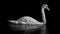 Grayscale of the beautiful swan peacefully swimming in the lake with their reflection in it