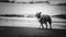 Grayscale of a Border Collie walking on a sandy beach in San Francisco