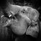 Grayscale closeup of an Indian elephant.