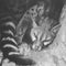 Grayscale closeup shot of a Common genet animal sleeping on rocky ground