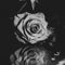 Grayscale closeup shot of a rose