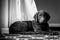 Grayscale of a cute Curly-coated Retriever puppy resting near a window