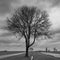 Grayscale of dry leafless branches of a tree in the middle of two parallel paths on a cloudy day