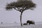 Grayscale of elephants wandering in a safari next to a tree covered grass