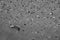 Grayscale high angle shot of stones on the sandy beach