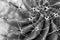 Grayscale macro of Cylindropuntia imbricata plant with sharp thrones