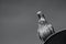 Grayscale of a pigeon, Columbidae standing